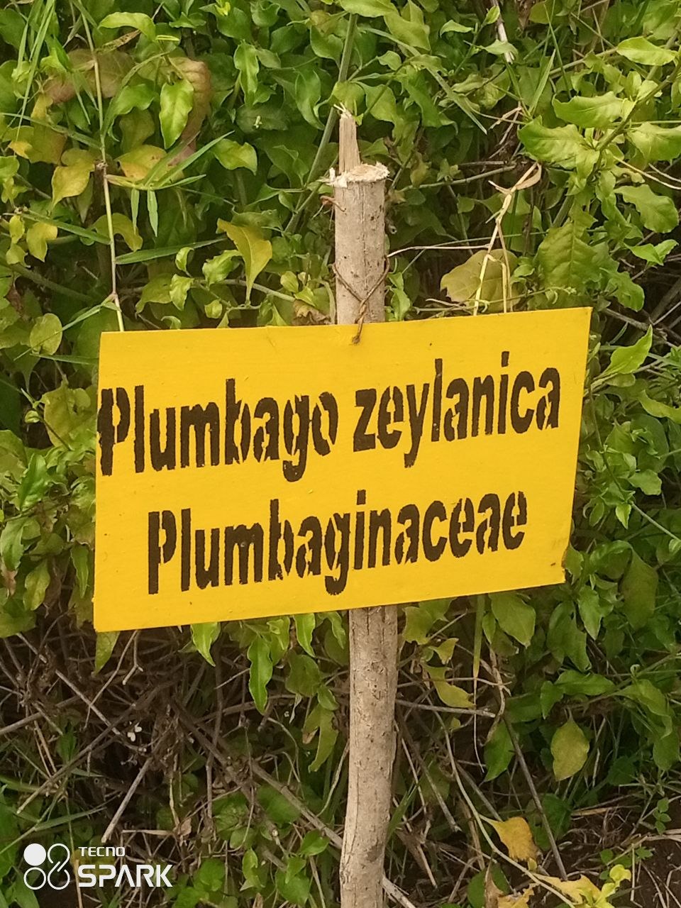 Medicinal plant documentation